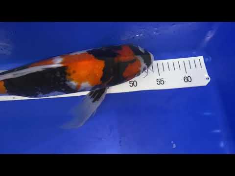 Butterfly Longfin Showa von Suda, 45-50cm, Nisai