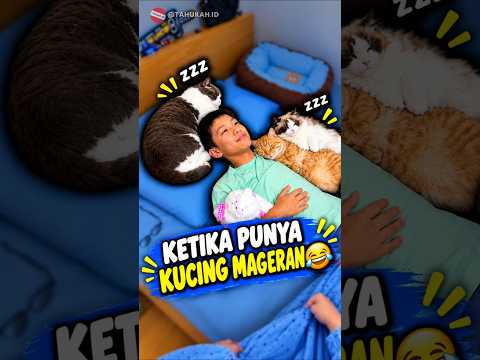 Akibat Punya KUCING MAGERAN! 😹 #videoviral
