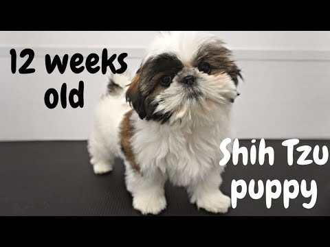 Adorable little Ewok puppy