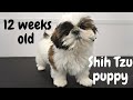 Adorable Little Ewok Puppy