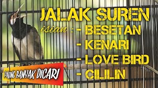 Download lagu JALAK SUREN ISIAN CILILIN, LOVEBIRD, KENARI, BESETAN | JALAK UREN ISIAN MEWAH | JALAK UREN GACOR mp3 Download lagu JALAK SUREN ISIAN CILILIN, LOVEBIRD, KENARI, BESETAN | JALAK UREN ISIAN MEWAH | JALAK UREN GACOR mp3