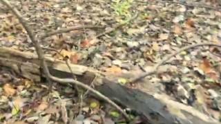 Suburban Signs of Sasquatch, part 1...