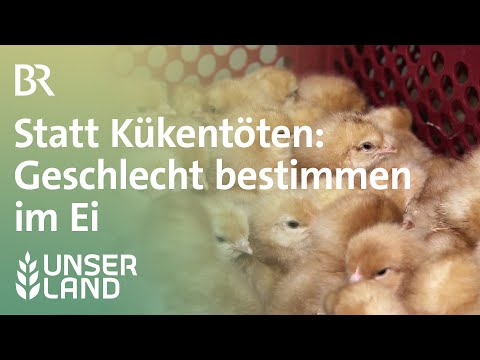Statt Kükentöten: Geschlechtsbestimmung im Ei | Unser Land | BR Fernsehen