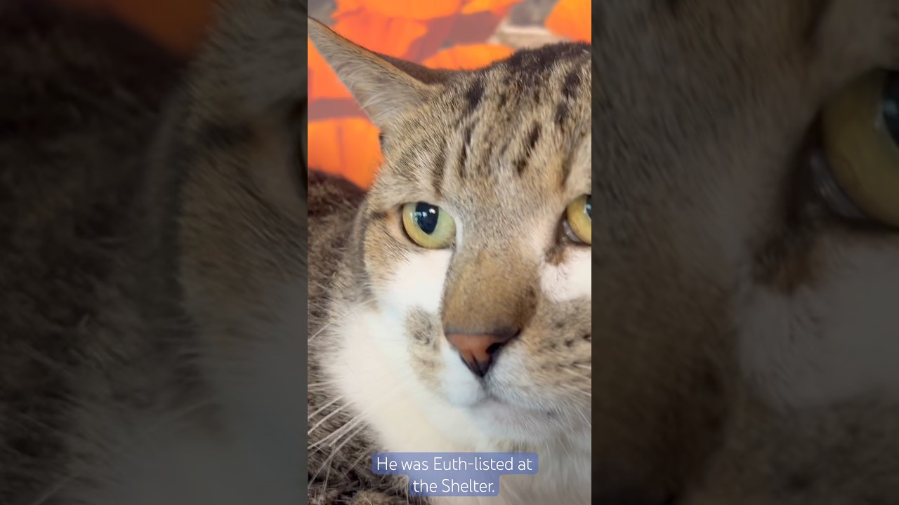 Stripey, a ADOPTABLE Tabby in Santa Clarita, CA video 2/4