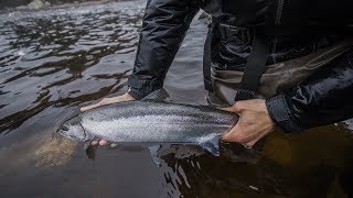 Northern Ontario Steelhead