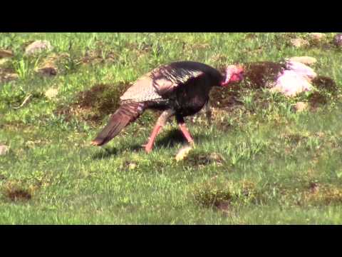 Tom Turkey - 80 Yards Canon VIXIA HF R50
