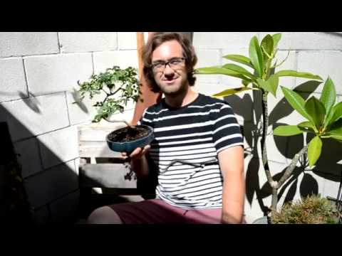 How to make bonsai for beginners - HD 2019 - #4 (Bonsai)