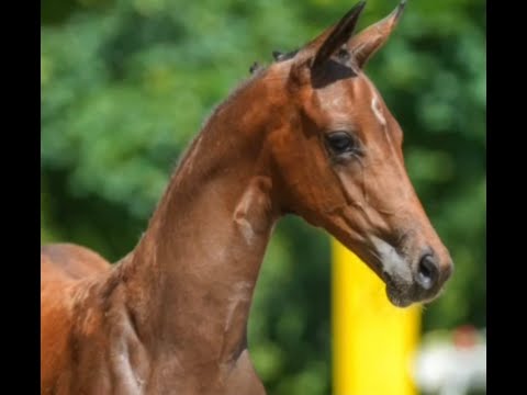 "Emandine", SF 2024 v. Escaneno x Vitalis