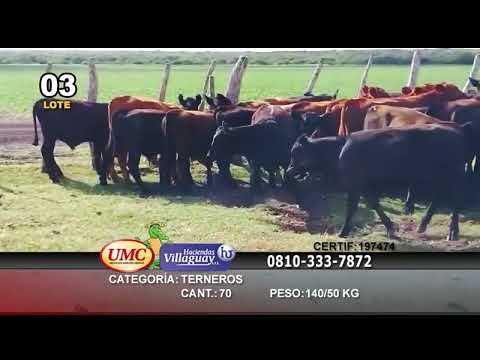 Lote 70 Terneros en Santa Elena, Entre Ríos