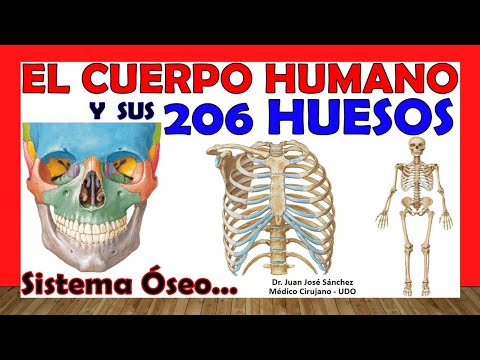 🥇 206 BONES of the Human Body in 24 Minutes!!! + Mnemonics!!! Easy and simple