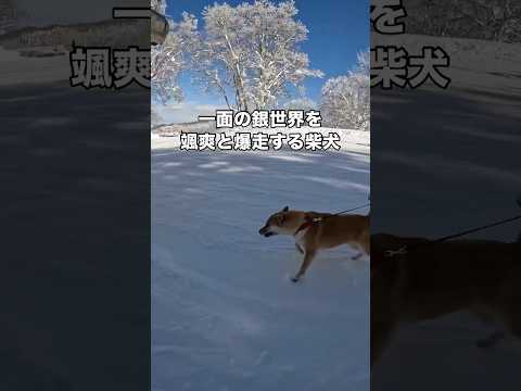 豆柴とゲレンデを爆走したら予想外に体力おばけ過ぎた #柴犬 #豆柴 #スノーボード #shorts