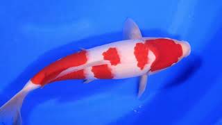 video van Kohaku KO-V24-0562