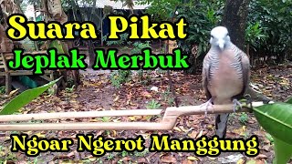 Download lagu suara pikat jeplak merbuk mp3