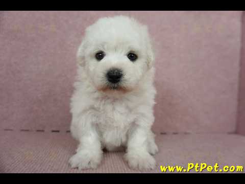 11/04比熊犬母幼犬2號(新竹竹東)