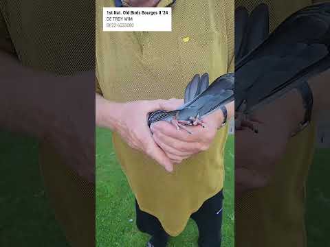 🏆 1st Nat  Old Birds Bourges II '24: Wim De Troy  #racingpigeons #pigeon