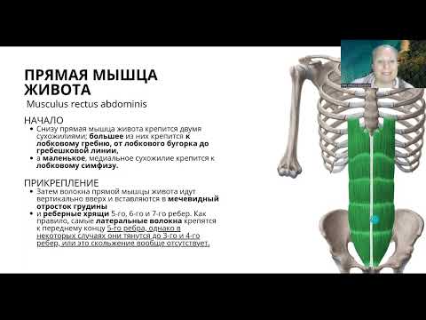 Прямая мышца живота. Анатомия. Мышцы живота.