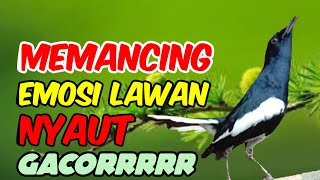 Download lagu Awas Nyaut! Suara kacer gacor ngeplong, pancingan kacer, masteran kacer durasi panjang Berjam jam!! mp3 Download lagu Awas Nyaut! Suara kacer gacor ngeplong, pancingan kacer, masteran kacer durasi panjang Berjam jam!! mp3