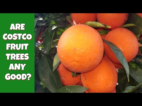 Are Costco Fruit Trees Any Good?