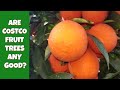 Are Costco Fruit Trees any Good