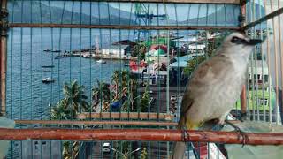 Download lagu cukup 3 menit saja trucuk lain langsung gacor dengar trucuk ngriwik ini mp3