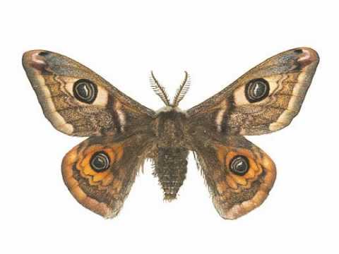 Emperor Moth | Track 04