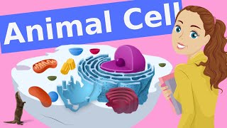 10 Key Structures and Functions of the Animal Cell