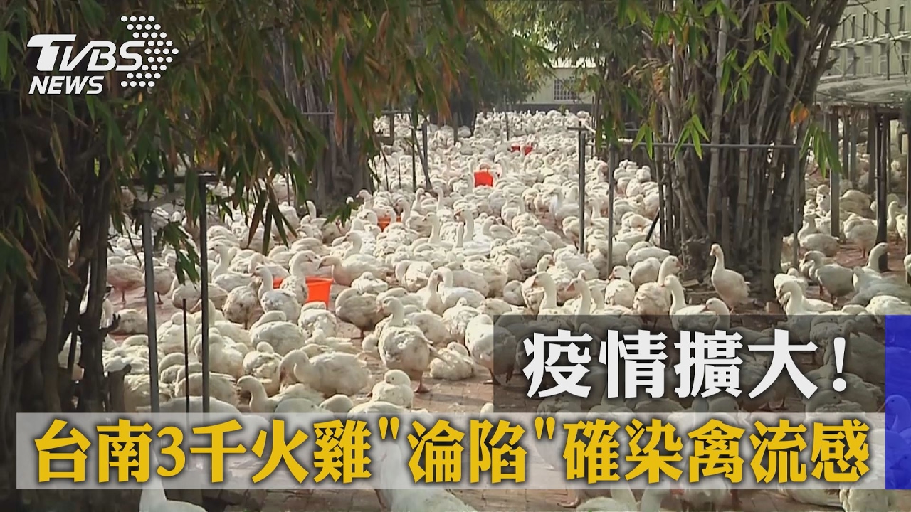 疫情擴大!台南3千火雞淪陷 確染禽流感