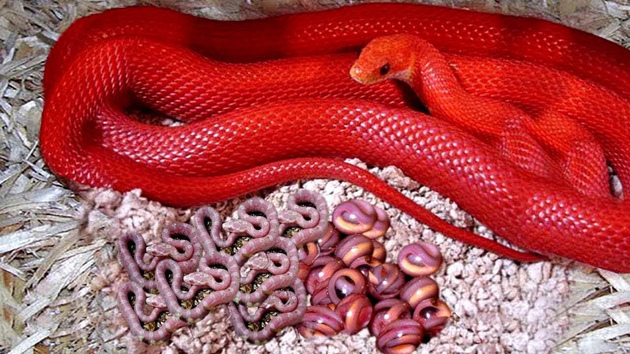 7 Serpientes Con Los Colores Más Increíbles y Hermosos del Mundo