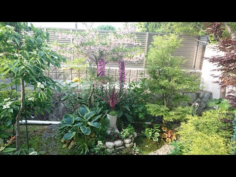 エゴノキ 植物