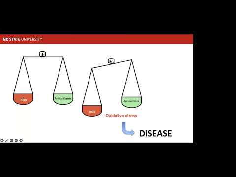 Vitamin E and Selenium in Horses with Dr.  Shannon Pratt Phillips