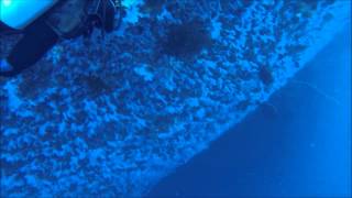preview picture of video 'Diving at the WHITE WALL Fiji Rainbow Reef'