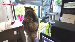 三毛猫フミちゃん  LIVE配信   2026年8月21日　calico cat　(LIVE stream)