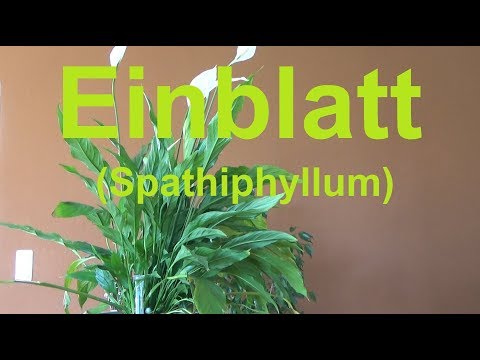 , title : 'Einblatt Spathiphyllum pflege gießen düngen vermehren Standort Blüte Scheidenblatt'