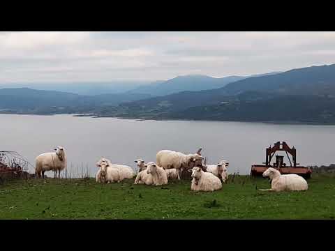 SODDI. Gregge che si gode lo spettacolo sul lago Omodeo