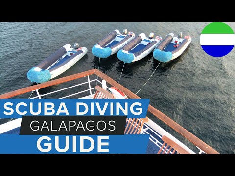Galapagos Diving Tips - How To Make The Most Of Your Trip!