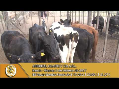 03-02-17 Venta de Vacas Gordas - Arribere, Ugarte y Cia S.R.L. - Rauch.