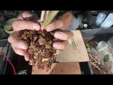 ルネ・テオフィル・ヒヤシント・ラエンネックについて詳しく解説