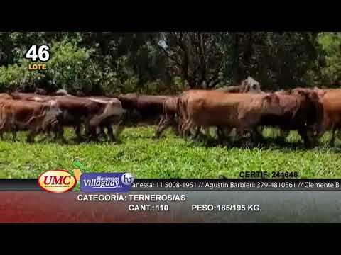Lote 110 Terneros/as en Virasoro, Corrientes