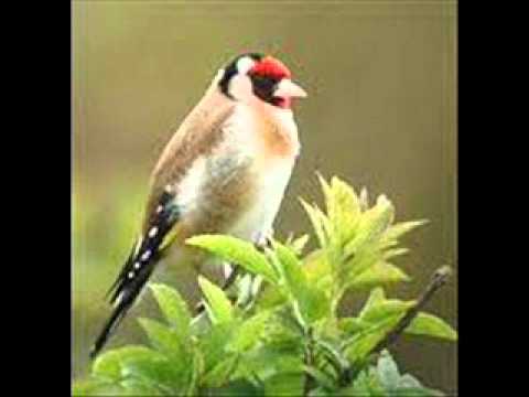 Alfredo Escudero  pajarito jardinero