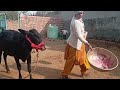 Masoom Bezubaan Ki Seva Long Video Dog Gaumata Animals