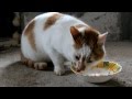 Красивый клип про котов\Nice Clip about Cats\Schöne Clip über Katzen ...