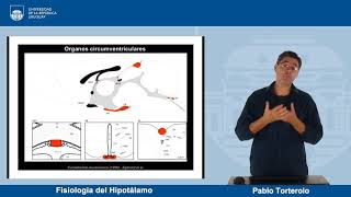 Fisiología del hipotálamo - Neurobiología