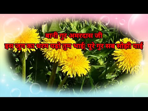 बानी गुर अमरदास जी इस जुग का धरम पढ़ो तुम भाई| पूरे गुर सब सोझी पाई