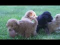 Eskipoo dogs for sale: Lilly - Video 1