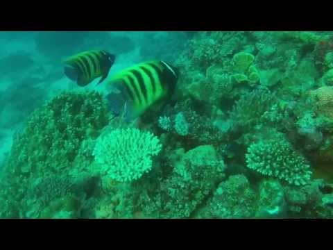 Taka Great Barrier Reef Dive Trip Highlights