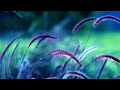 Melodic Progressive House Mix Vol 135 Flowers On The Wind