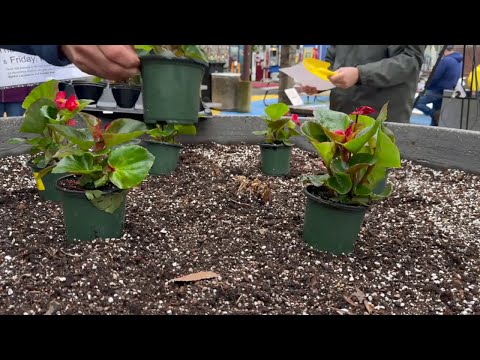 Highland Park Planting