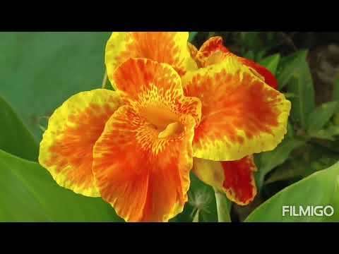 Kenna Flower full bloom overview