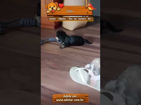 Vídeo de Zeca