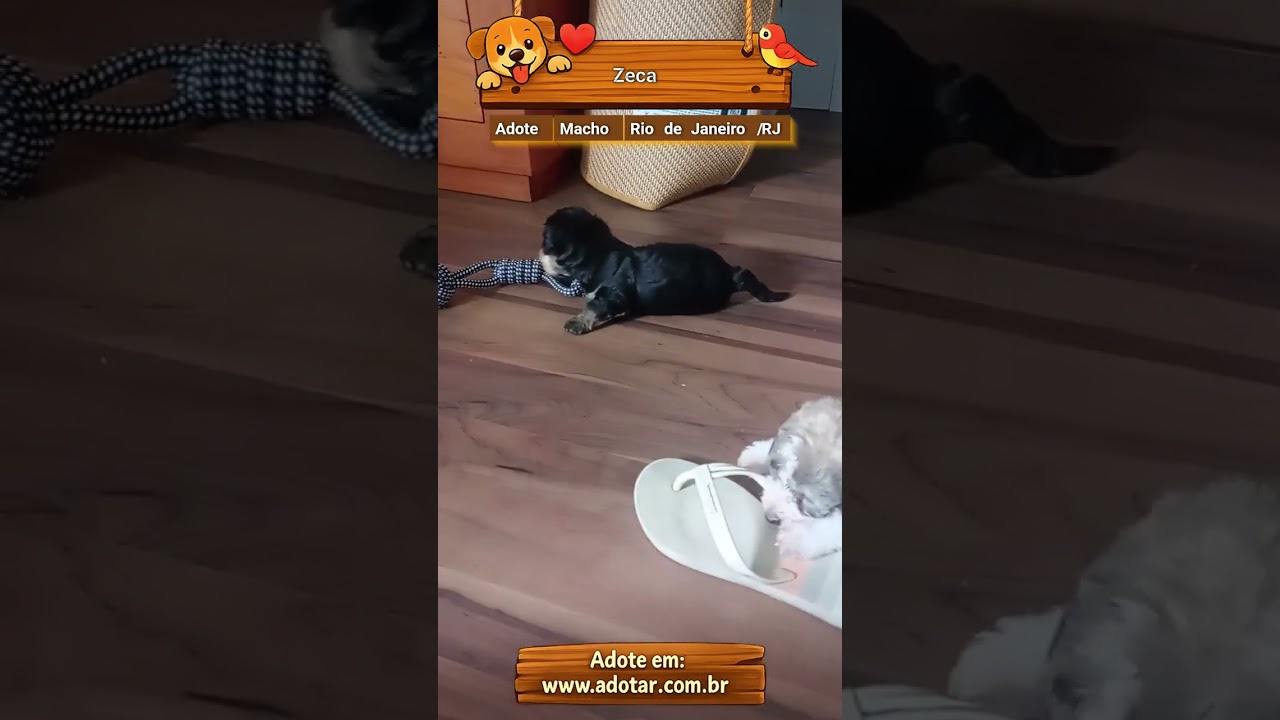 Cachorro raça SRD-ViraLata idade Abaixo de 2 meses nome Zeca